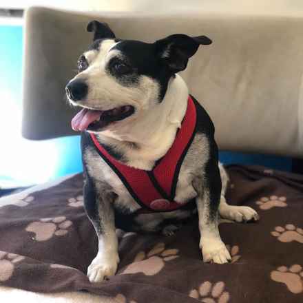 Pancake & Butterscotch