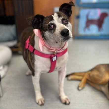 Pancake & Butterscotch