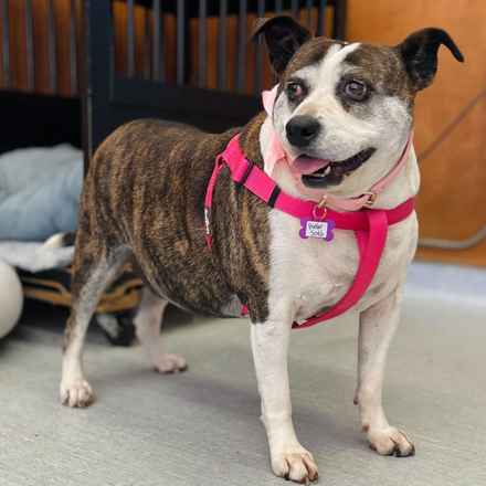 Pancake & Butterscotch