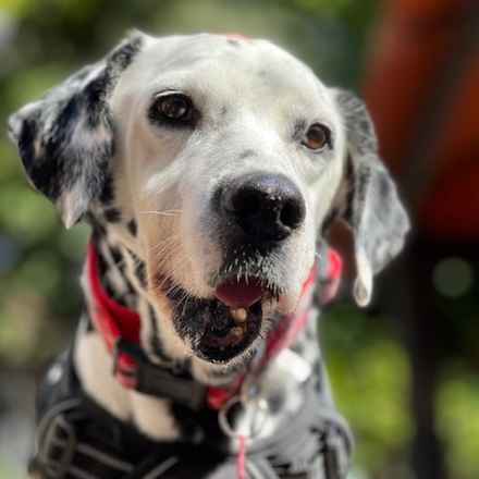 The Earl of Spottington