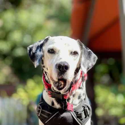 The Earl of Spottington