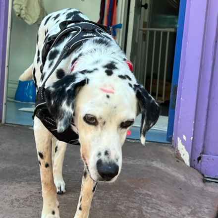 The Earl of Spottington