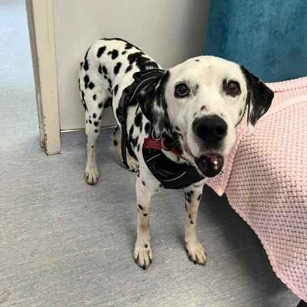 The Earl of Spottington