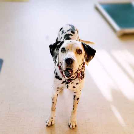 The Earl of Spottington