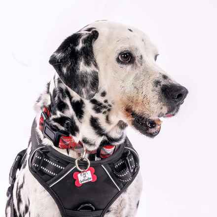 The Earl of Spottington