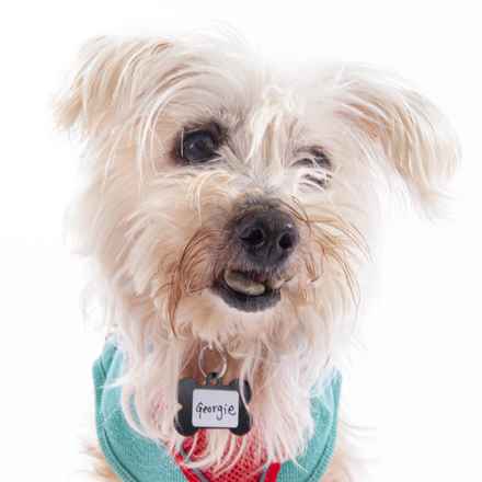 Georgie