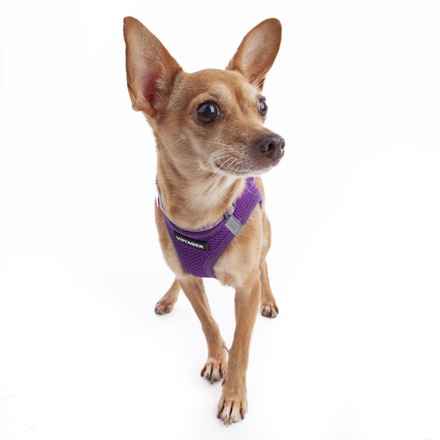 Lovely Rita (Gracie)