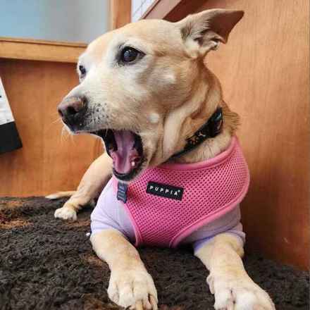 Ziggy Stardust & My Sharona