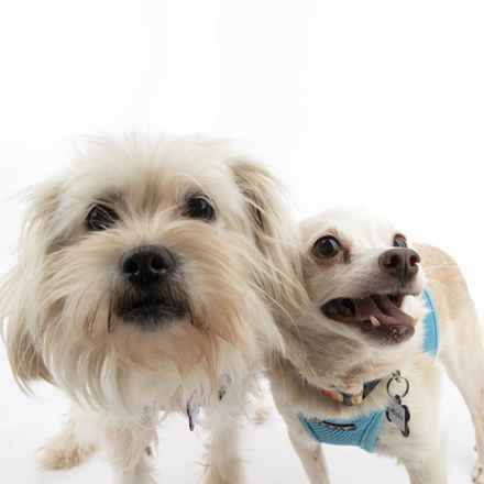 Shiitake & Portobello