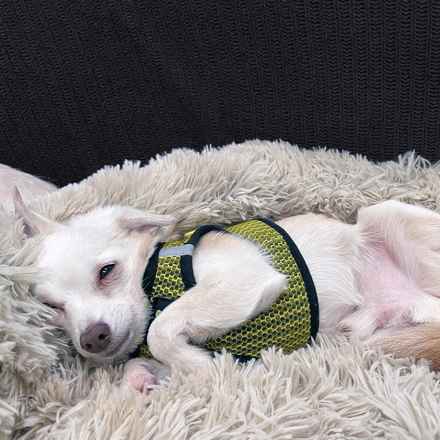 Shiitake & Portobello