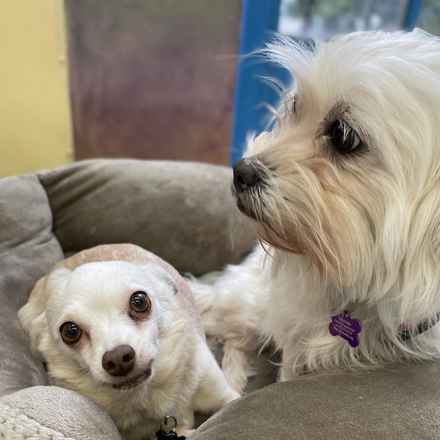 Shiitake & Portobello