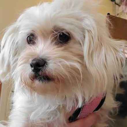 Shiitake & Portobello