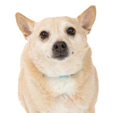 Deep Dish & Jambalaya