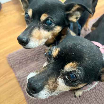 Polly Pocket & Selma Lou