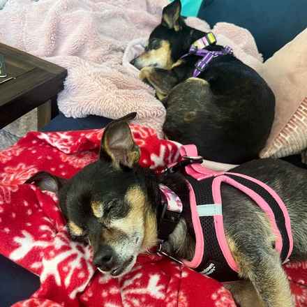 Polly Pocket & Selma Lou