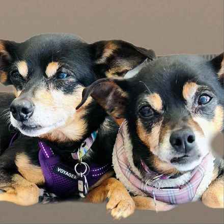 Polly Pocket & Selma Lou