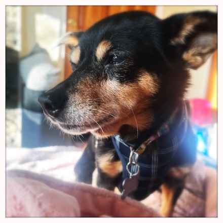 Polly Pocket & Selma Lou