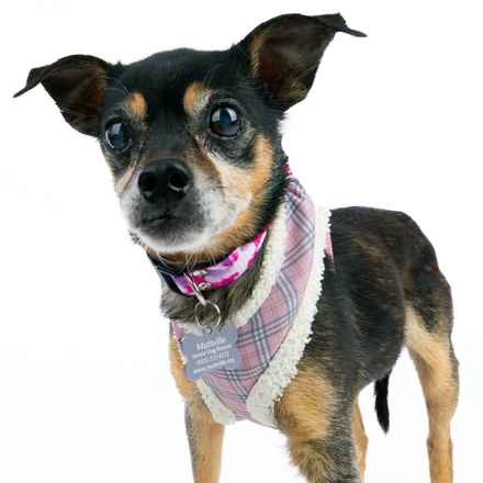 Polly Pocket & Selma Lou