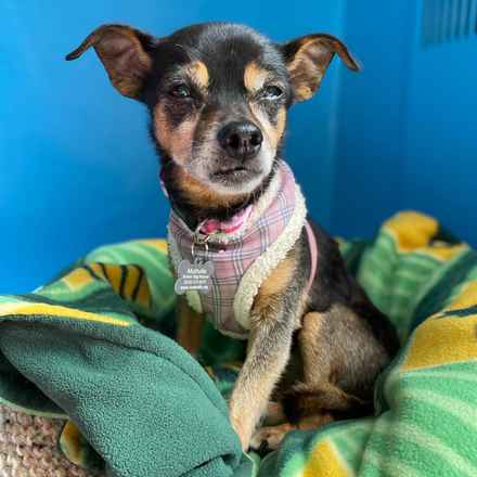 Polly Pocket & Selma Lou