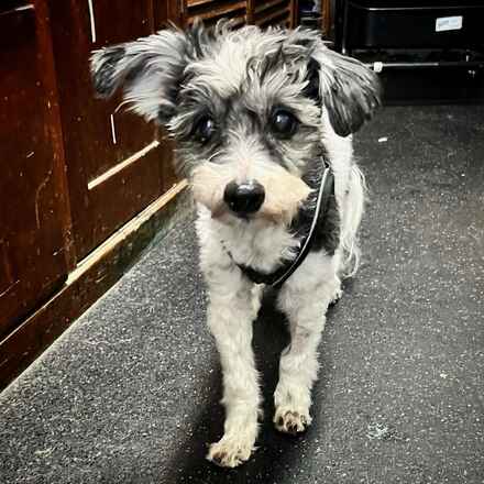 Jojo