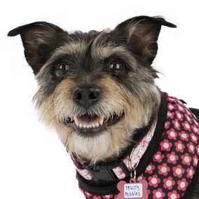 Fruity Pebbles (Tessa)