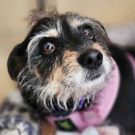 Fruity Pebbles (Tessa)