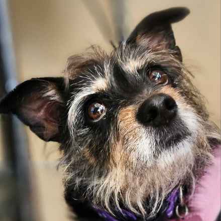 Fruity Pebbles (Tessa)