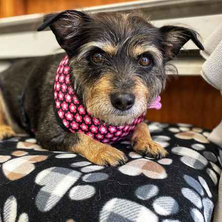 Fruity Pebbles (Tessa)