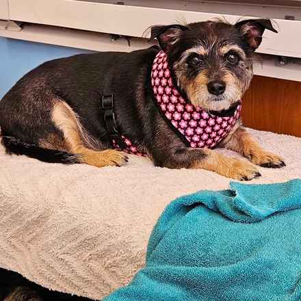 Fruity Pebbles (Tessa)