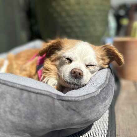 Jazzberry