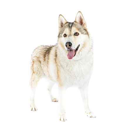 Hootenanny & Stagecoach Mary