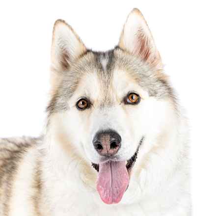 Hootenanny & Stagecoach Mary