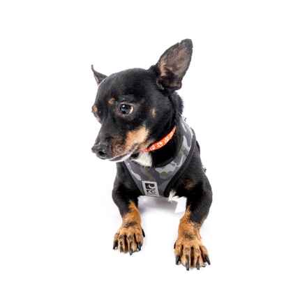 Grilled Cheese (Elvis)