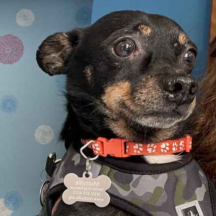 Grilled Cheese (Elvis)