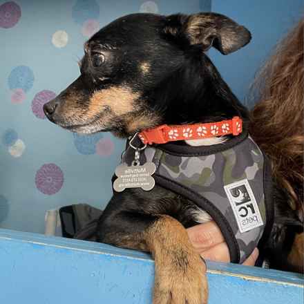 Grilled Cheese (Elvis)