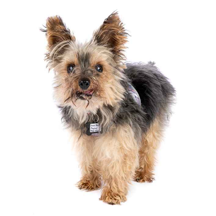 Dave the Magical Cheese Wizard