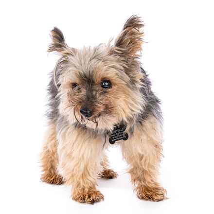 Dave the Magical Cheese Wizard