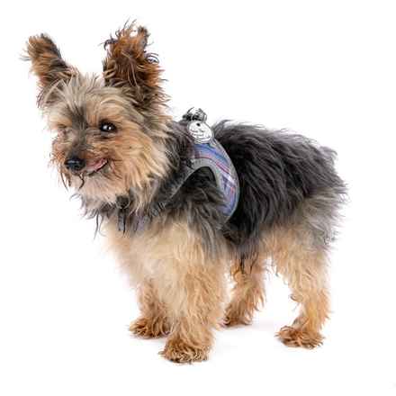 Dave the Magical Cheese Wizard