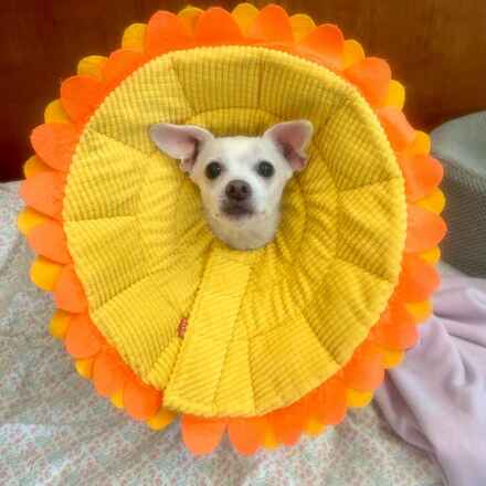 YaYa