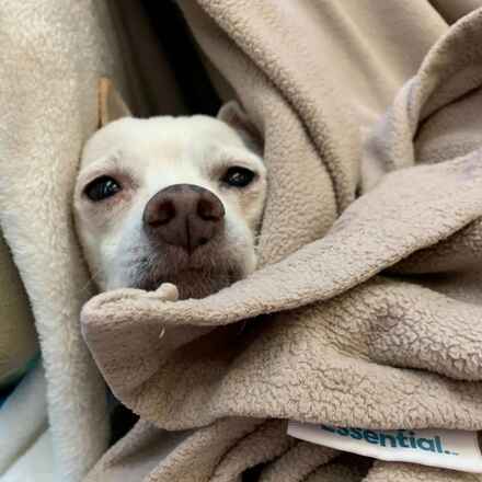YaYa