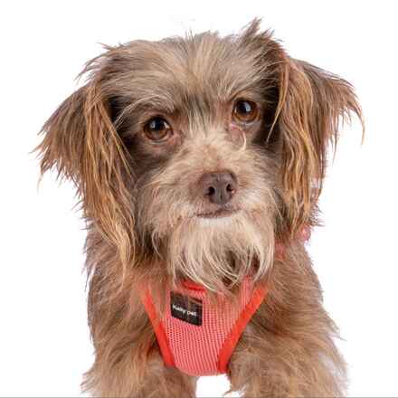 Lita