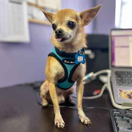 Senior Vice President