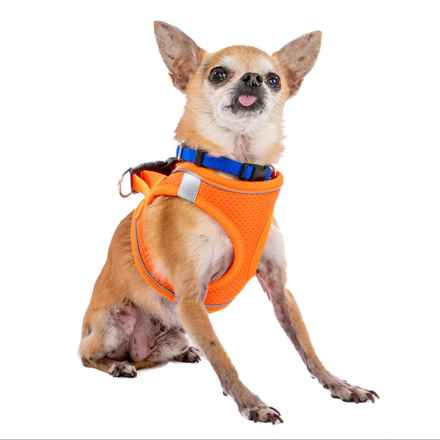 Senior Vice President