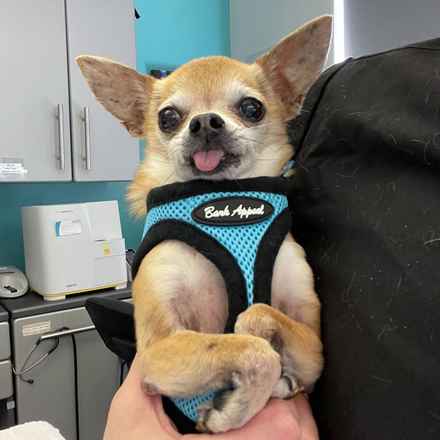 Senior Vice President