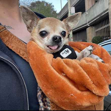 Senior Vice President