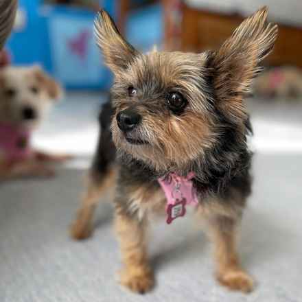 Peanut Butter Pattie