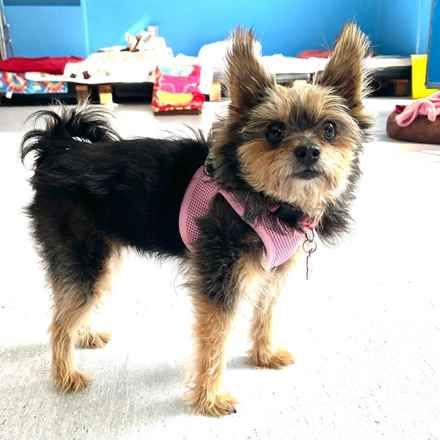 Peanut Butter Pattie