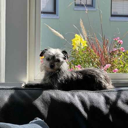 Millicent