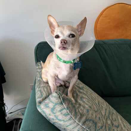 Captain Louie