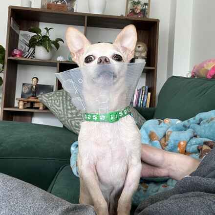 Captain Louie